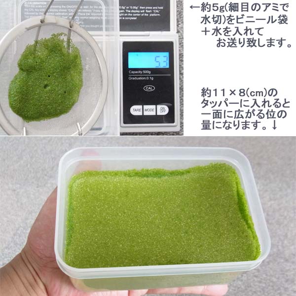 楽天市場 メール便対応 金魚 めだか のエサに 浮草 ミジンコウキクサ 5g 自家栽培品 スマイルファクトリー