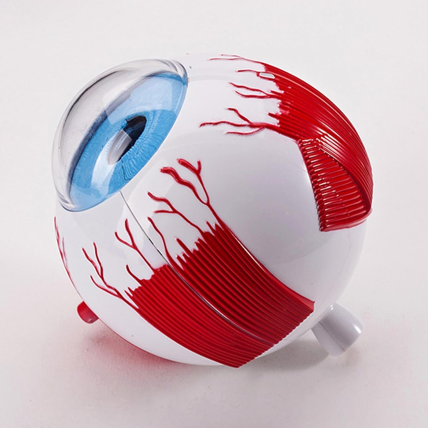 楽天市場】正確な眼球モデル、眼球モデルの組み立て、医学教育用人間の