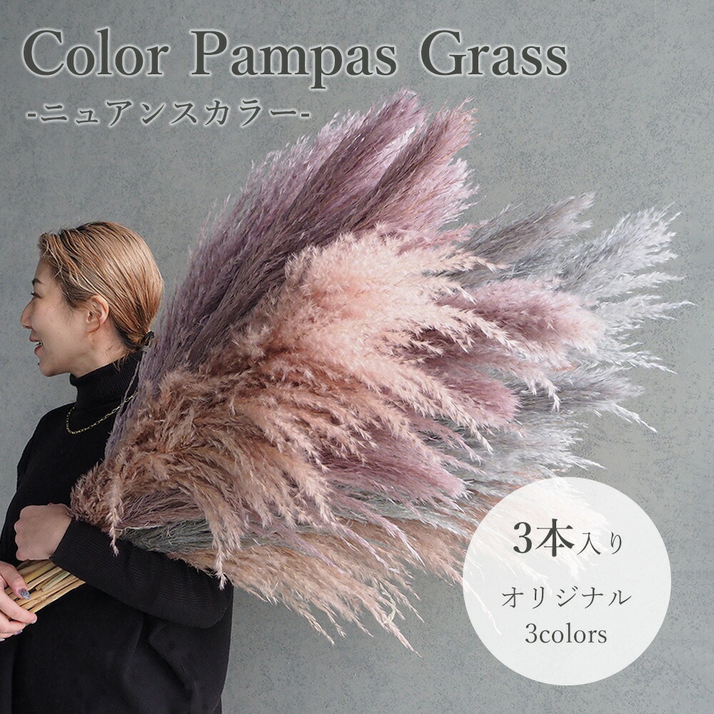 カラーパンパスグラス-ニュアンスカラー-3本入り/ パンパスグラス 