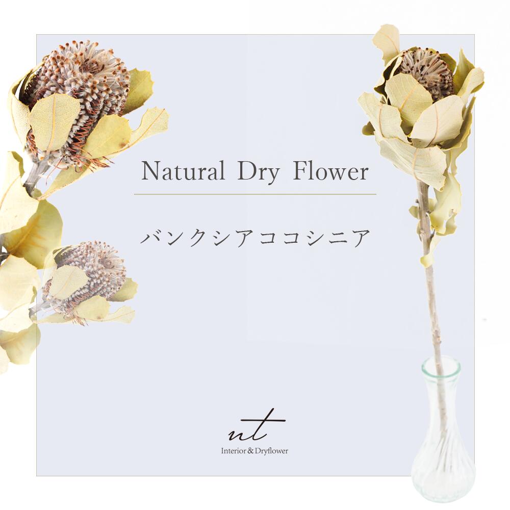 市場 バンクシアココシニア ドライフラワー 花材 インテリア ブーケ Dryflower ドライリーフ スワッグ