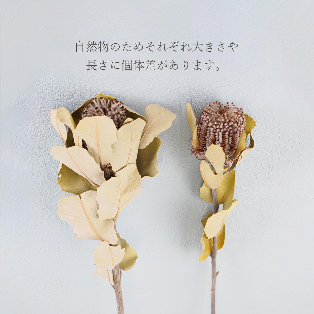 市場 バンクシアココシニア ドライフラワー 花材 インテリア ブーケ Dryflower ドライリーフ スワッグ