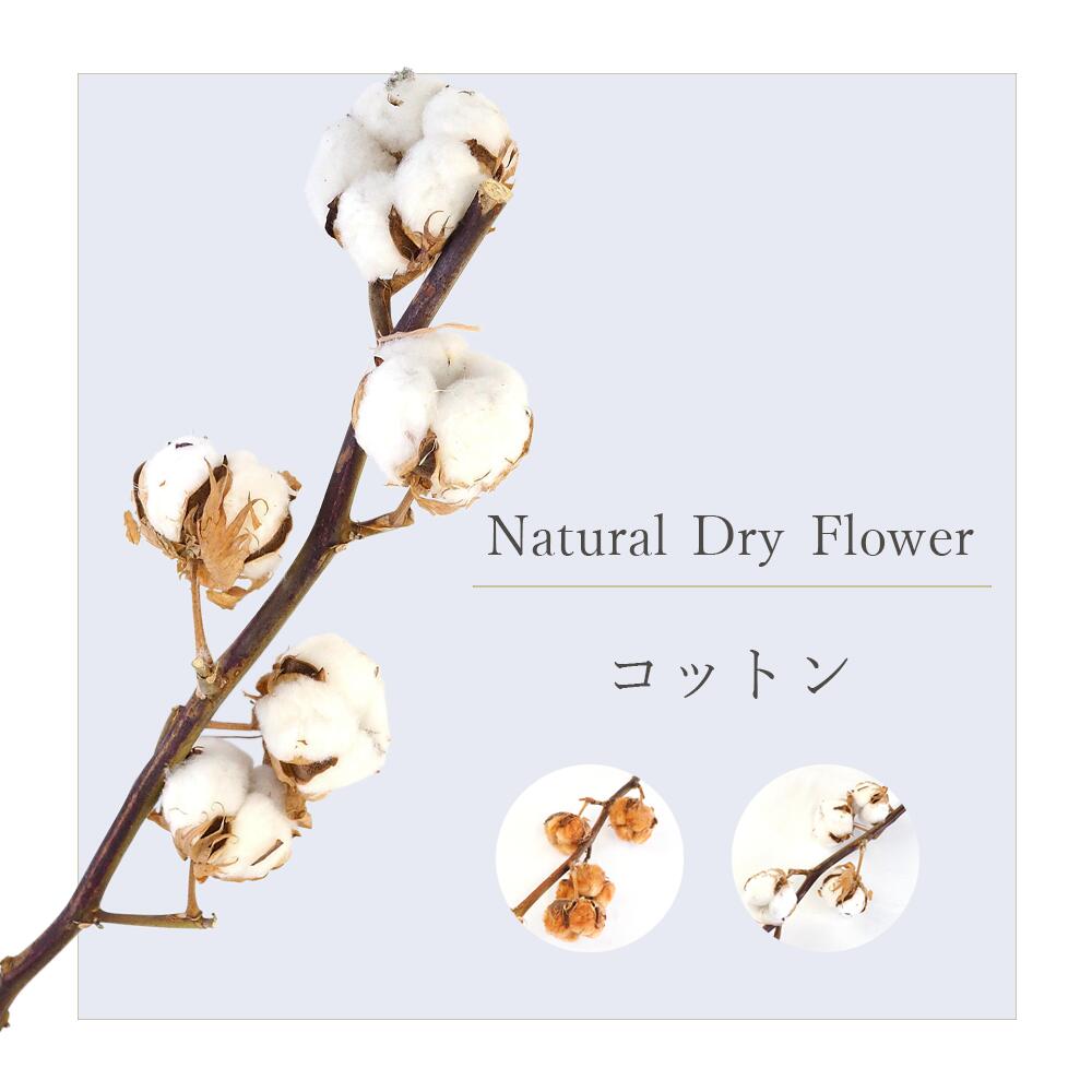 ルスカス ドライフラワー ドライリーフ DryFlower 花材 インテリア スワッグ ブーケ フラワーアレンジメント ハンドメイド プレゼント  ギフト ワイルドフラワー 一輪挿し 注目ショップ