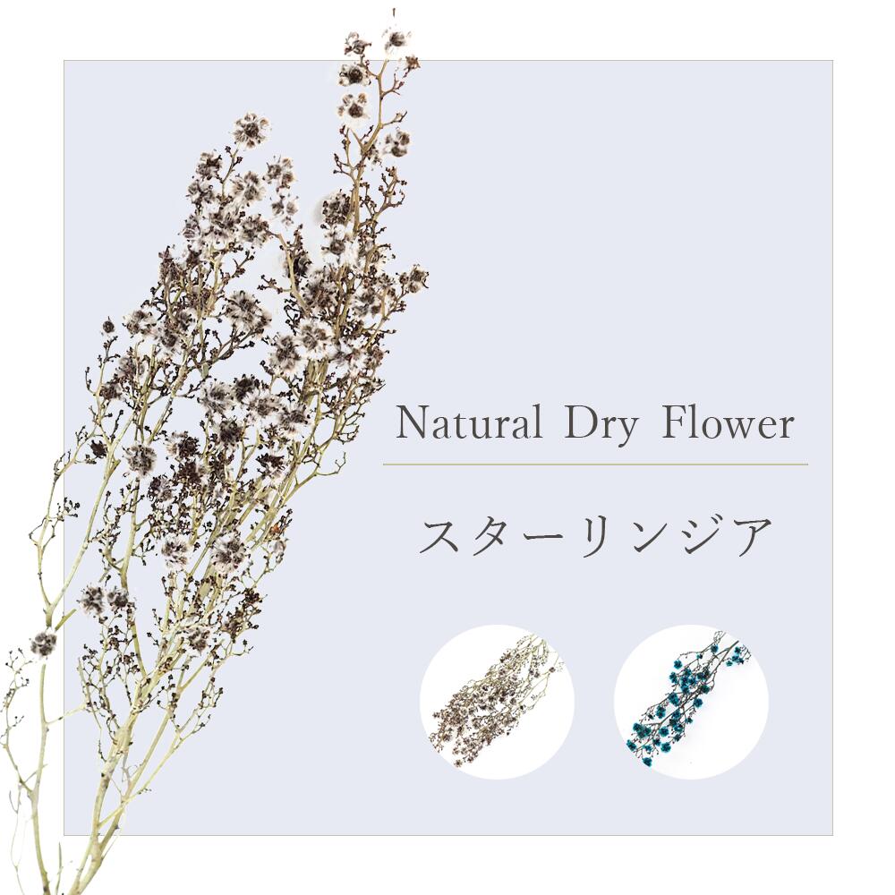 市場 スターリンジア フラワーアレンジメント スワッグ 花材 インテリア ブーケ ドライフラワー Dryflower ドライリーフ