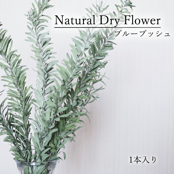 楽天市場 ブルーブッシュ1本入り ブルーブッシュ リーフ ドライフラワー Dryflower インテリア スワッグ フラワーアレンジメント ハンドメイド プレゼント Smint 楽天市場 ブルーブッシュ1本入り ブルーブッシュ リーフ ドライフラワー Dryflower インテリア スワッグ フラワーアレンジメント ハンドメイド プレゼント Smint