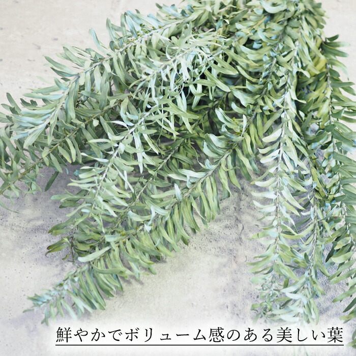 楽天市場 ブルーブッシュ1本入り ブルーブッシュ リーフ ドライフラワー Dryflower インテリア スワッグ フラワーアレンジメント ハンドメイド プレゼント Smint 楽天市場 ブルーブッシュ1本入り ブルーブッシュ リーフ ドライフラワー Dryflower インテリア スワッグ フラワーアレンジメント ハンドメイド プレゼント Smint