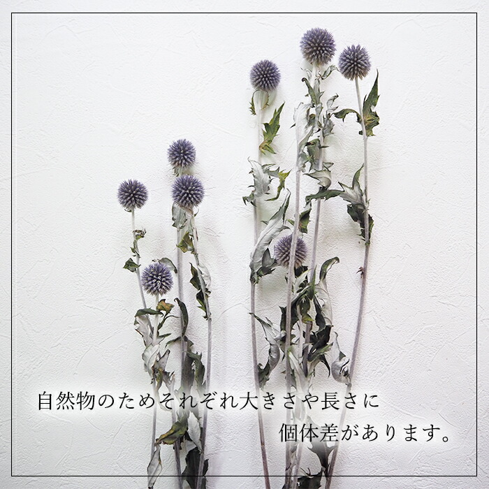 期間限定開催 瑠璃玉アザミ ビタミンカラーの夏リース 25センチ 国内配送 Www Purpicks Com