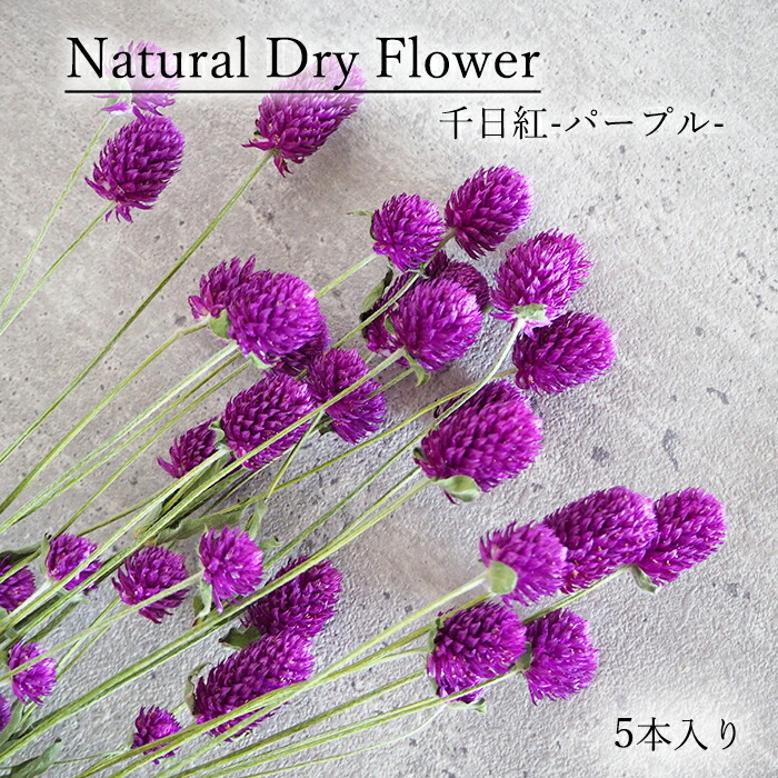 楽天市場 千日紅パープル5本入り 千日紅 パープル ドライフラワー Dryflower インテリア スワッグ フラワーアレンジメント ハンドメイド プレゼント Smint