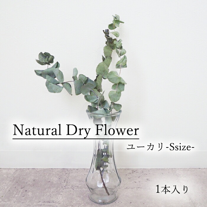 楽天市場 グニーユーカリ1本入り ユーカリ グニーユーカリ ドライフラワー Dryflower インテリア スワッグ フラワーアレンジメント Smint