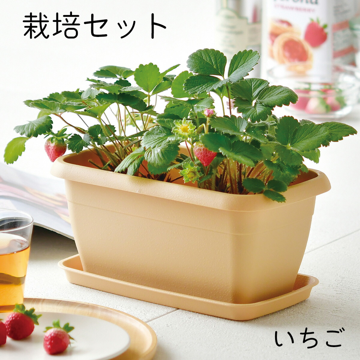 いちごバスケットプリント　120 COACH コーチ パスケース 定期入れ ☆COACH☆ ミニ スキニー ID