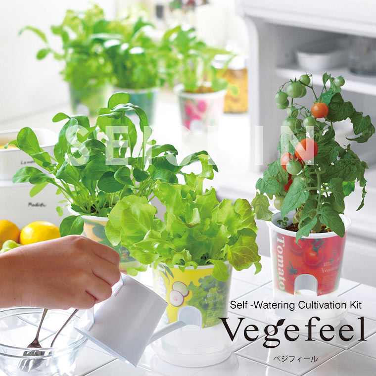 野菜 栽培キット 家庭用 ベジフィール　vegefeel 家庭用栽培キット ラディッシュ サラダほうれん草 レタス ベビーリーフミックス ルッコラ