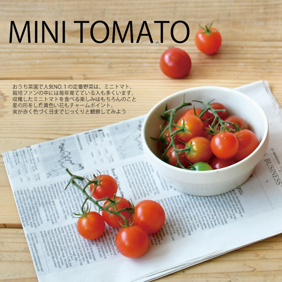 楽天市場 ミニトマト 母の日ギフト 21 トマト 栽培セット 家庭用栽培キット とまと 母 誕生日 野菜 種 栽培キット 栽培キット 野菜 栽培 お家時間 プレゼント 花ギフト サンクスブーケ