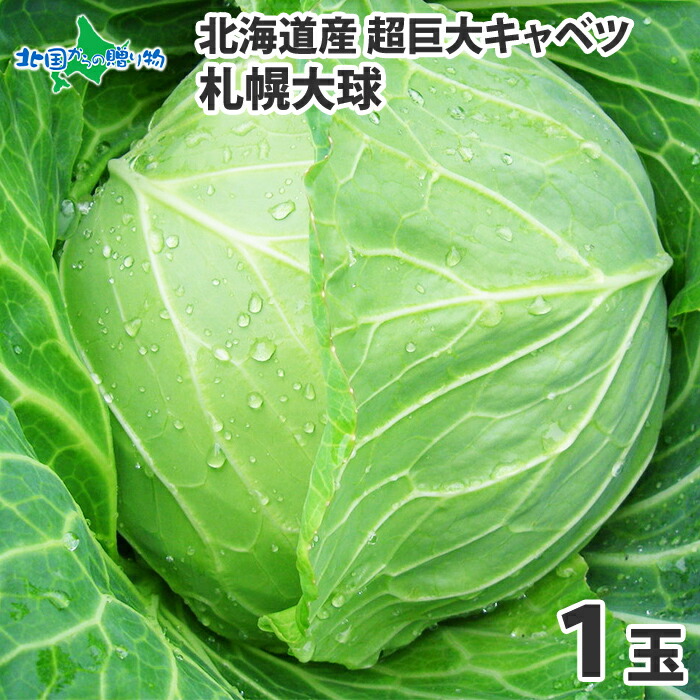 きゃべつん  ないと[キャベツ]※2025年今期品切れ - e-種や｜国内最大級の野菜