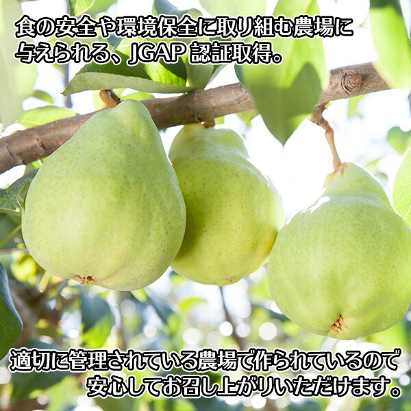 市場 洋ナシ お取り寄せ ルレクチエ 新潟県産 フルーツ ル 計1kg前後 レクチェ 西洋梨 洋なし 梨 果物 ルレクチェ くだもの 洋梨 ギフト