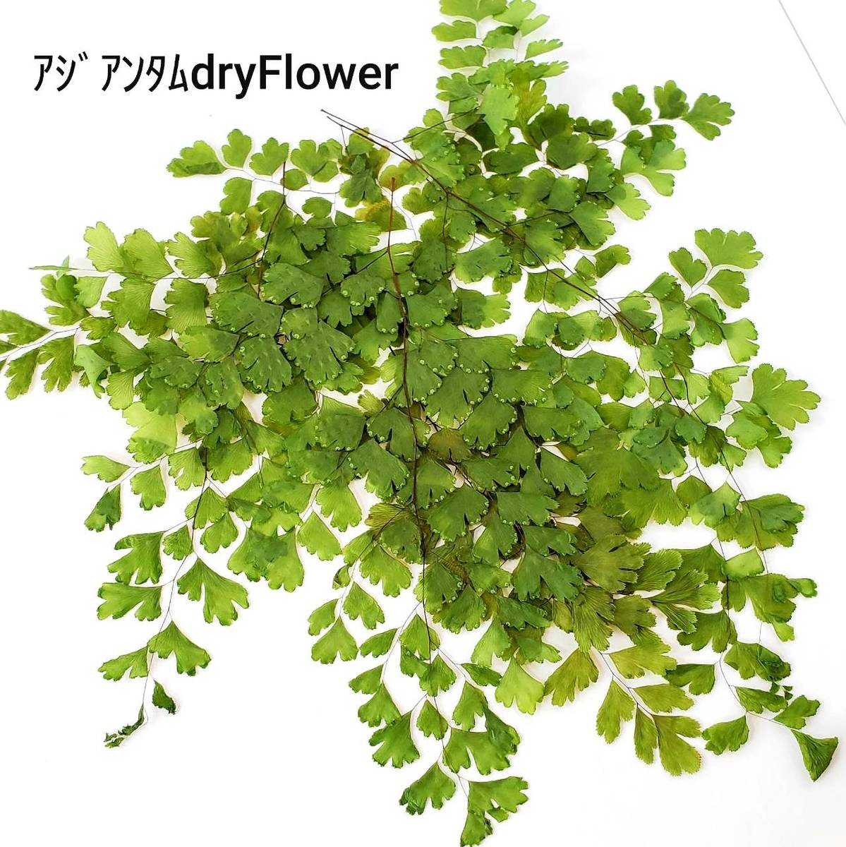 楽天市場 紫陽花 花材セット 花材 キャンドル ボタニカル 誕生日 おしゃれ プレゼント ソネトモ ドライフラワー アロマワックスバー サシェ キャンドルホルダー ジェルキャンドル インスタ映え おうち時間 作成キット プリザーブドフラワー グリーン リース アジアンタム