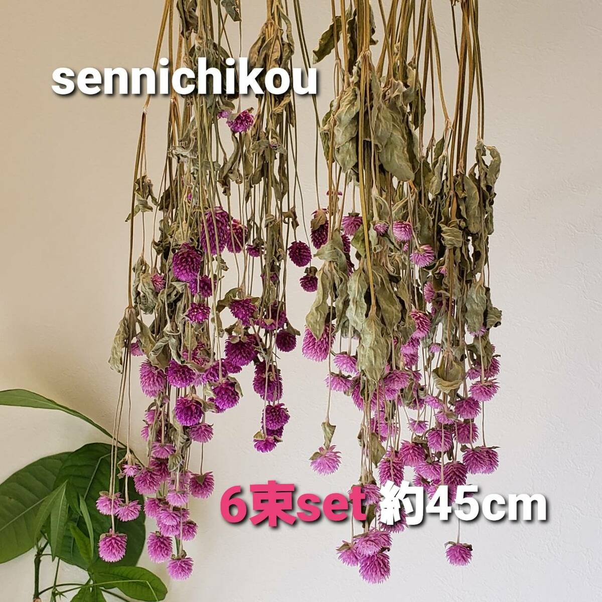 ナチュラルリース　ワレモコウ　千日紅　リトルウッズ　ドライフラワー　約22cm Amazon.co.jp: ドライフラワー 千日紅のリース : ホビー