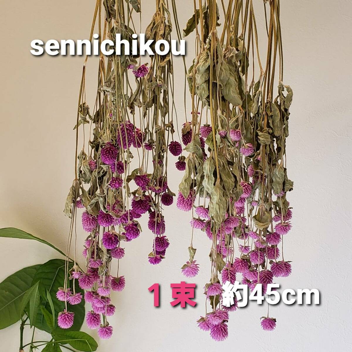 楽天市場】千日紅＊スワッグ ナチュラル サイズ:高さ約40cm×幅約