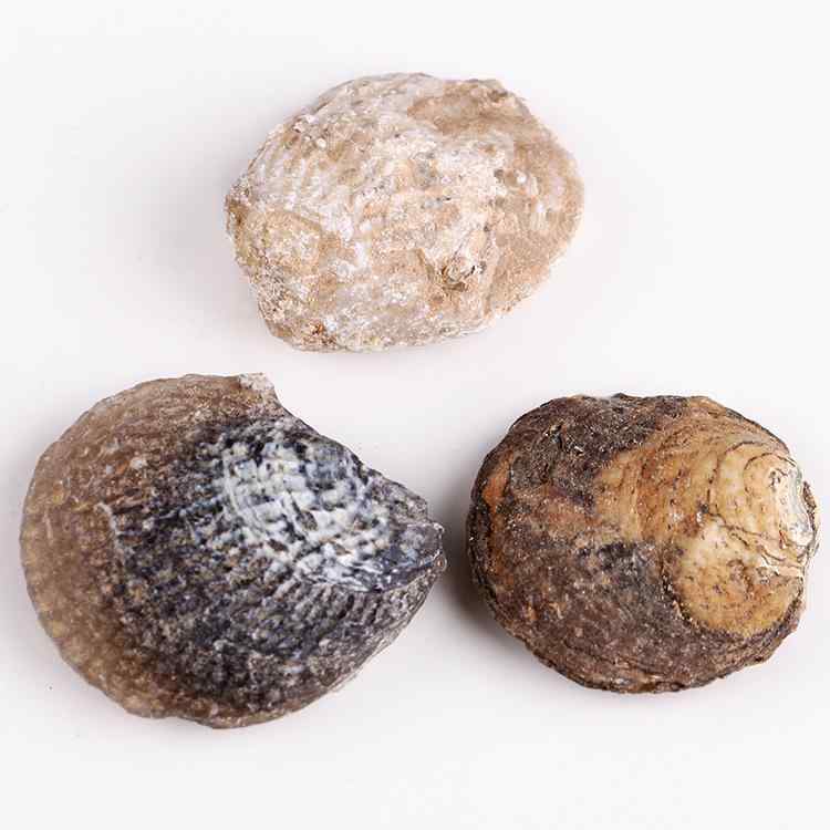 化石 標本 天然 海洋生物 動物 カキ 貝 ルース 原石 不規則 博物館 自然科学教育 理科 学習 自由研究 教材