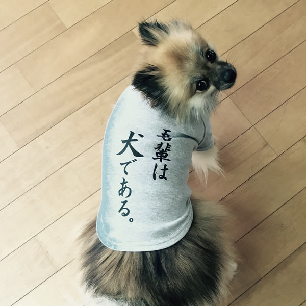 楽天市場 吾輩は犬である Tシャツ 日本製ドッグウェア ペットウェア 小型犬用品 Dogwear いぬ用 ワンちゃん用 かわいい犬 の洋服 紫外線 暑さ 夏用 夏服 犬の服 インスタ映え 夏目漱石 吾輩は猫である オリジナルドッグウェア 柿沼無地 ユニフォーム