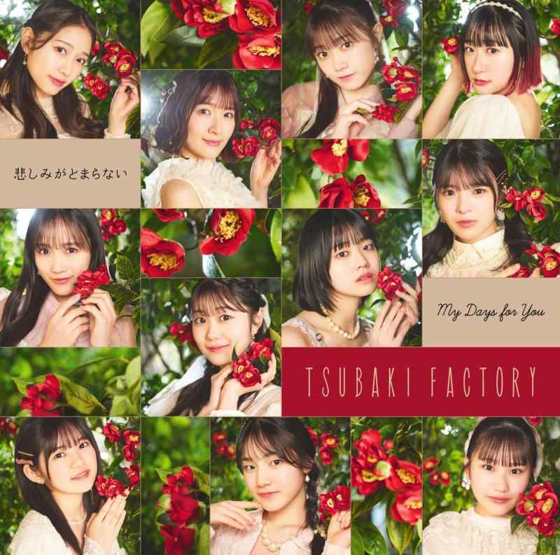【中古】My Days for You／悲しみがとまらない (初回生産盤SP) (特典なし)