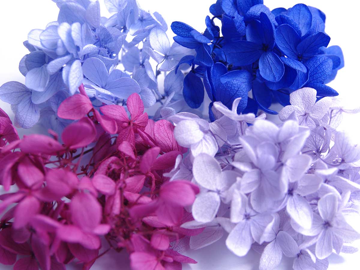 【楽天市場】【即納】 プリザーブドフラワー アジサイ 紫 青 パープル系 4色パック 花材 ギフト お祝い インテリア プレゼント 贈り物