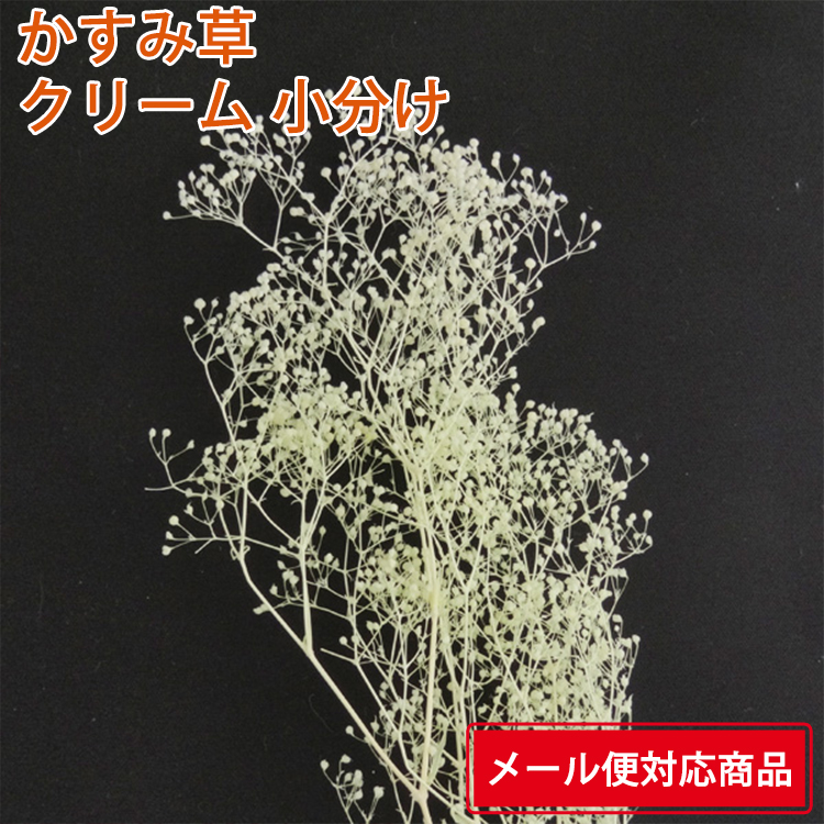 桜 印 no.26059 ミニカスミ草 白 新品 大地農園 かすみ草 | www