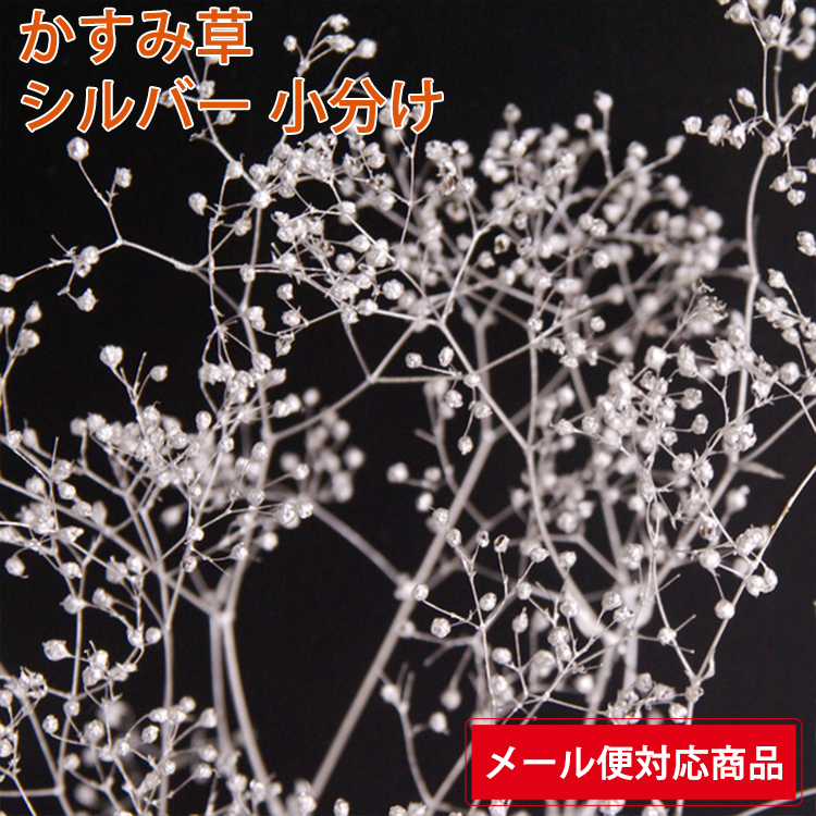 no.26057 ミニカスミ草 白 新品 大地農園 かすみ草 素材/材料 各種