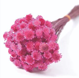 最大73%OFFクーポン 美品 即納 ドライフラワー 花材 マーガレット ドライ 小分け ダークピンク フロールエバー