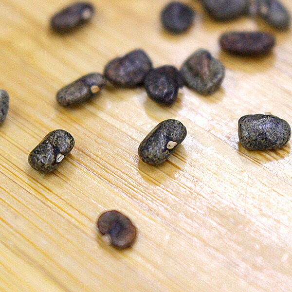 楽天市場 バタフライピーの種 粒 満天屋 Mantenya