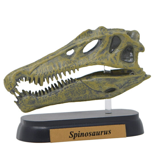 楽天市場】フェバリット 恐竜頭骨フィギュアミニモデル フクイラプトル