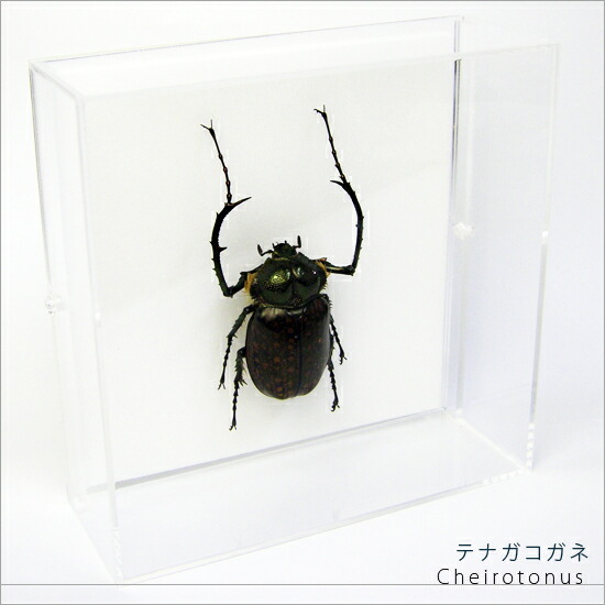 昆虫標本 テナガコガネ アクリルフレーム 15cm角 透明
