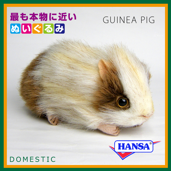 hansa guinea pig