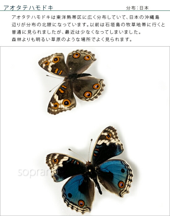 最大50 Offクーポン 昆虫標本 蝶の標本 アオタテハモドキ 2頭 メタリック調ライトフレーム Fucoa Cl