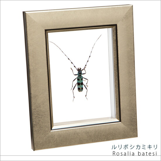 昆虫標本 ルリボシカミキリ メタリック調ライトフレーム 15×12cm