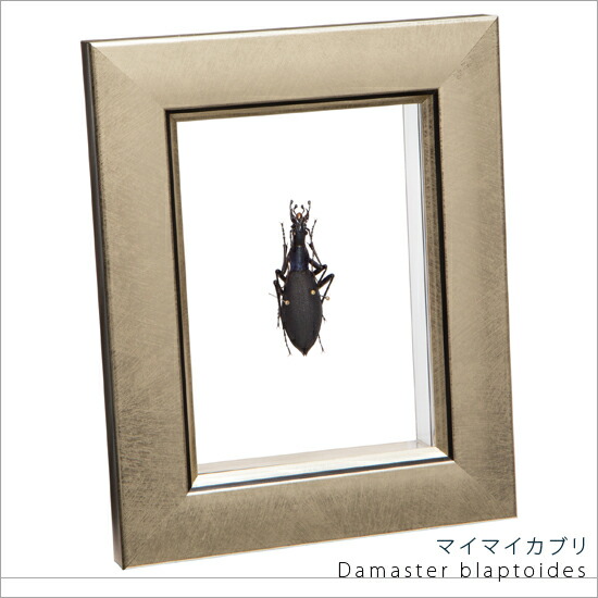 昆虫標本 マイマイカブリ メタリック調ライトフレーム 15×12cm