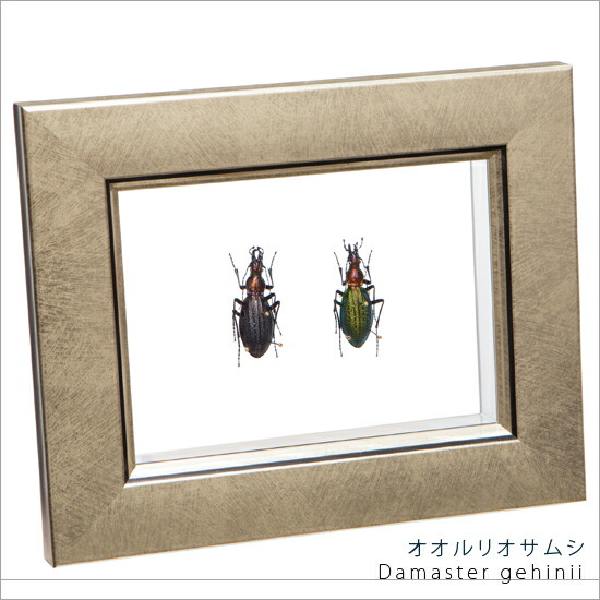 昆虫標本 オオルリオサムシ 2匹 メタリック調ライトフレーム 15×12cm