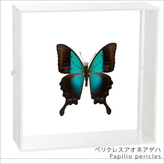 昆虫標本 蝶の標本 ペリクレスアオネアゲハ アクリルフレーム 15cm角 白
