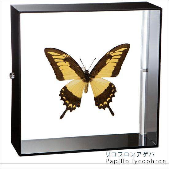 昆虫標本 蝶の標本 リコフロンアゲハ アクリルフレーム 15cm角 黒