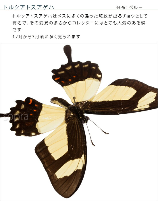 蝶の標本トルクアトスアゲハメタリック調ライトフレーム