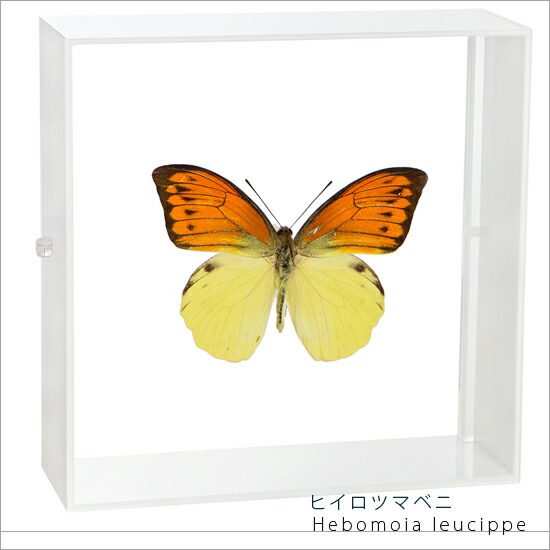デタニツマベニチョウ/インドネシア.Peleng産/89.8mm 外国産蝶標本デ