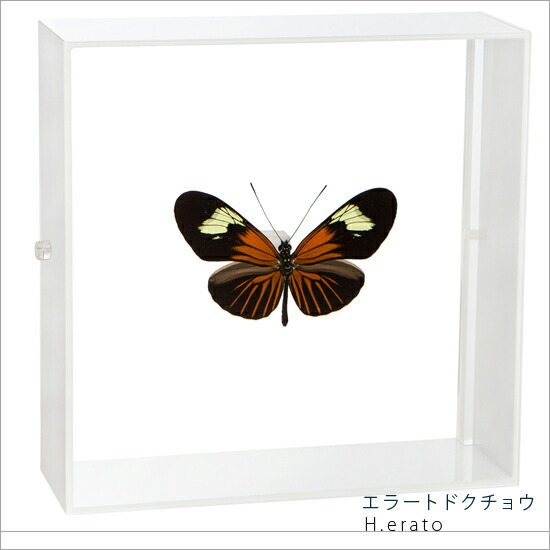 昆虫標本 蝶の標本 エラートドクチョウ アクリルフレーム 15cm角 白