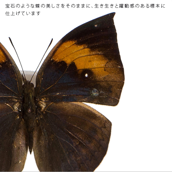 最大80 Offクーポン 昆虫標本 蝶の標本 コノハチョウ メタリック調ライトフレーム Fucoa Cl