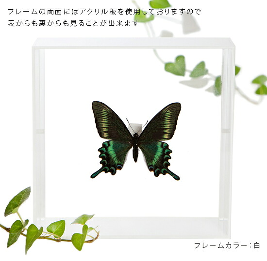 昆虫標本 蝶の標本 ミヤマカラスアゲハ アクリルフレーム 白 