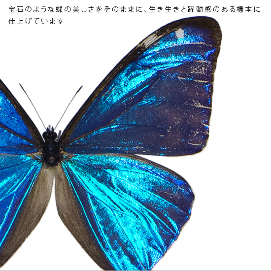 【楽天市場】昆虫標本 蝶の標本 エガモルフォ アクリルフレーム 白：ソプラノ