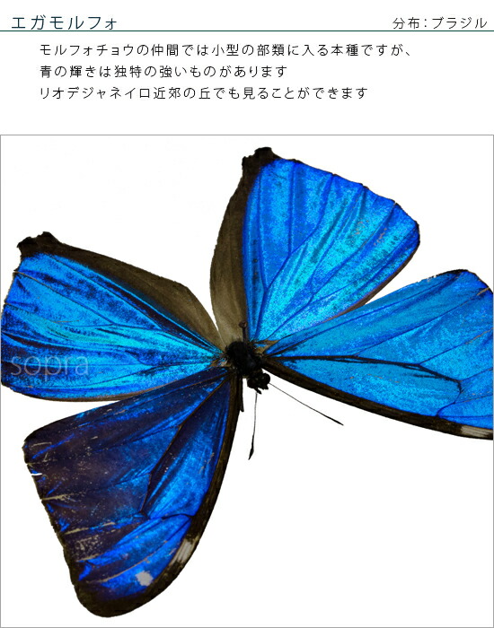 蝶の標本 ディディウスモルフォ Morpho didius モルフォチョウ