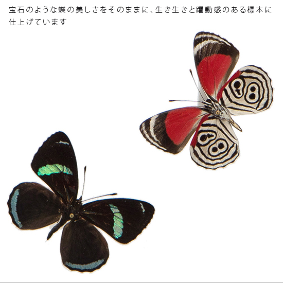 昆虫標本 蝶の標本 ウラモジタテハ 2頭 アクリルフレーム 白 Salon Raquet De