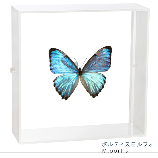 【楽天市場】昆虫標本 蝶の標本 ゼフィリテスモルフォ アクリル 