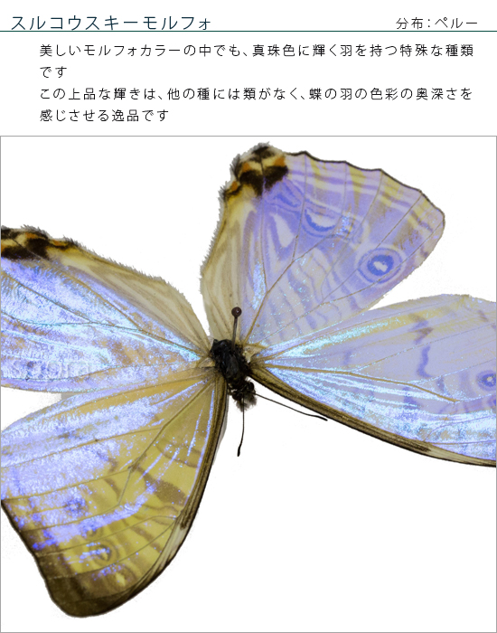 蝶の標本 輝くモルフォの世界(特特) tokotoko.jp