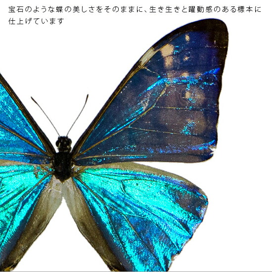 蝶の標本 ディディウスモルフォ Morpho didius モルフォチョウ