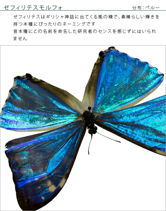 市場 昆虫標本 ゼフィリテスモルフォ 蝶の標本 市場 昆虫標本 ゼフィリテスモルフォ 蝶の標本