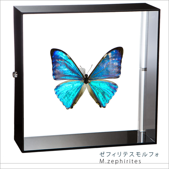 【楽天市場】昆虫標本 蝶の標本 レテノールモルフォ アクリル 
